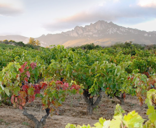 Bodega Bhilar casa en elvillar