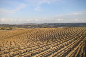 Bodega Cooperativa Santa Ana