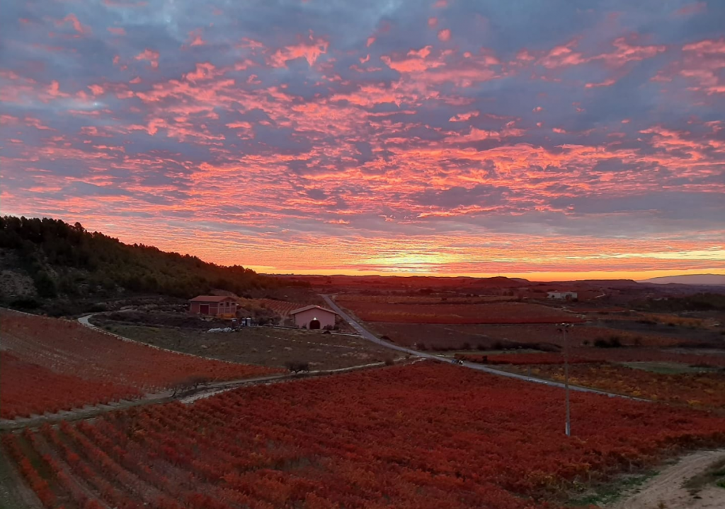 Bodega Guzman aldazabal