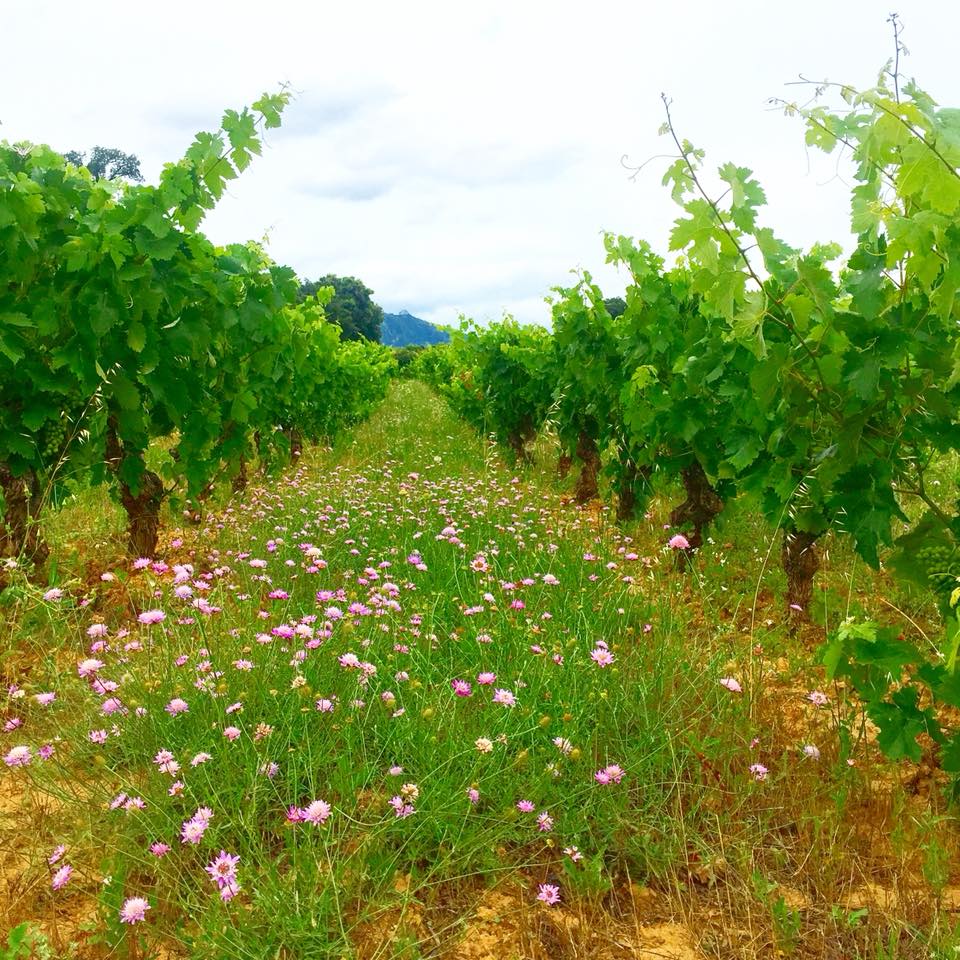 Bodega gil brezal vinedo