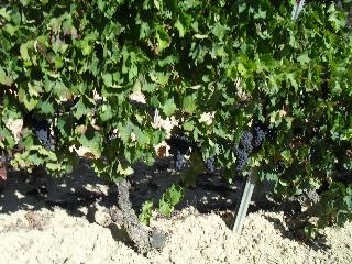 Bodegas y Viñedos Pérez de Urrecho