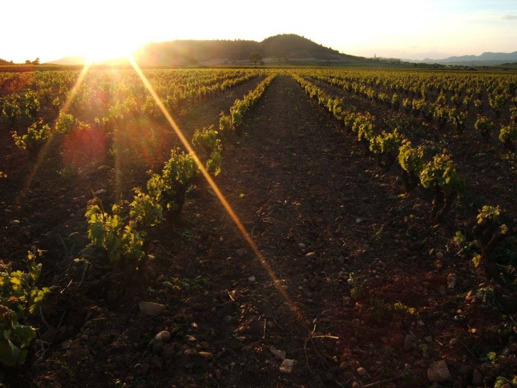 Bodegas Rufino Lecea Blanco