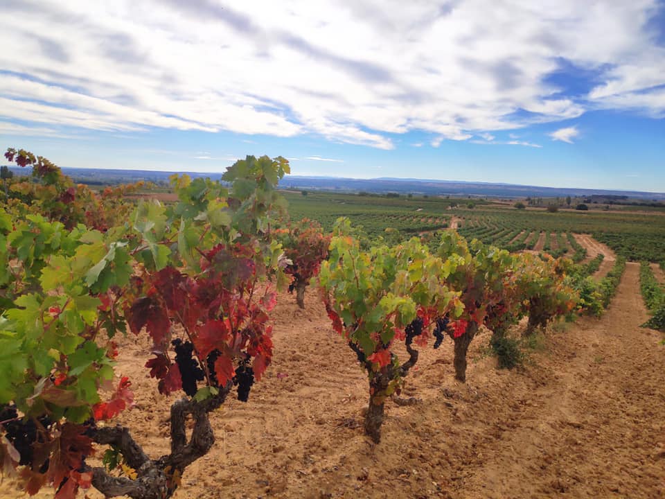 Bodegas Viña Vilano