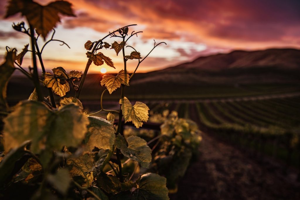 Bodegas familia chavarri vinedo