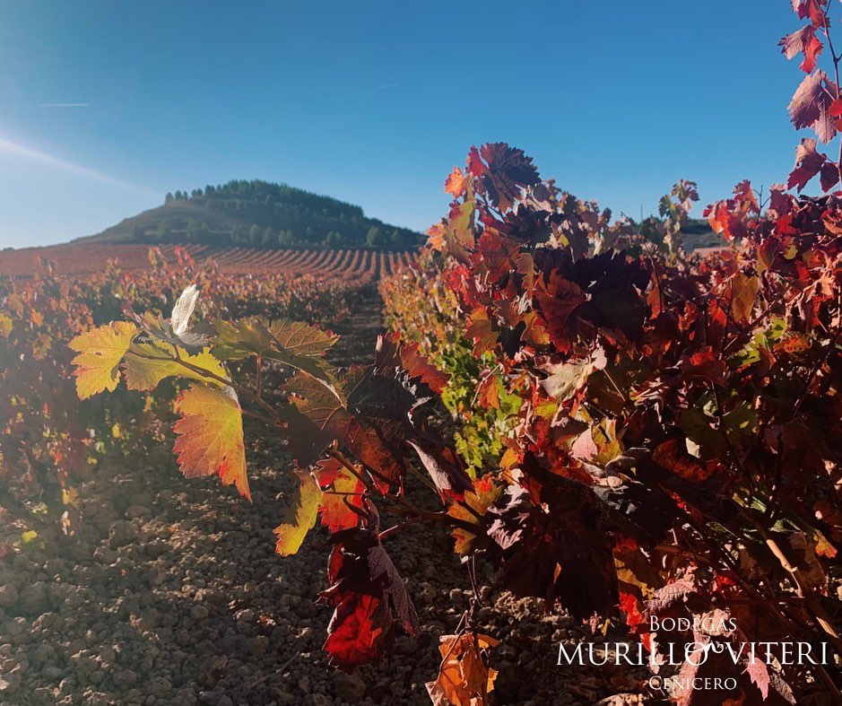 Bodegas murillo viteri vinedo