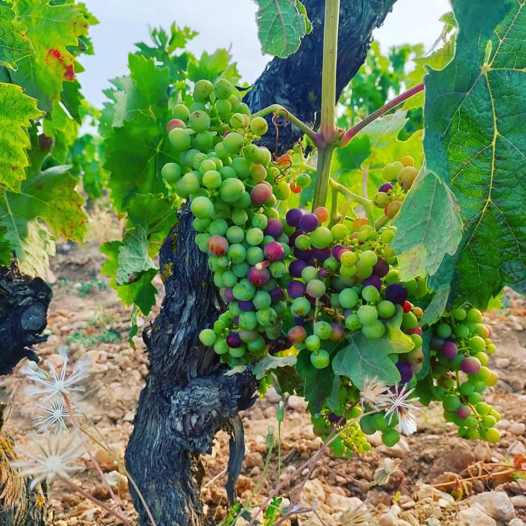 Bodegas Aimarez