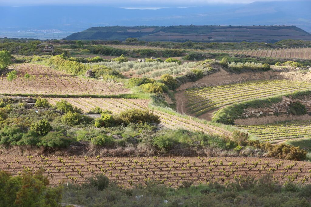 Viñas El Sacramento