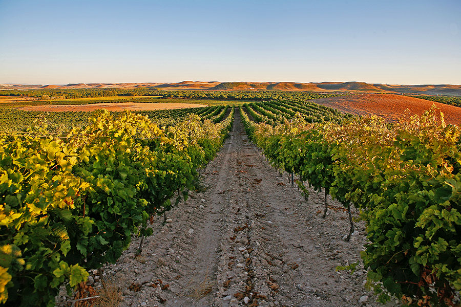 Viñas del Jaro