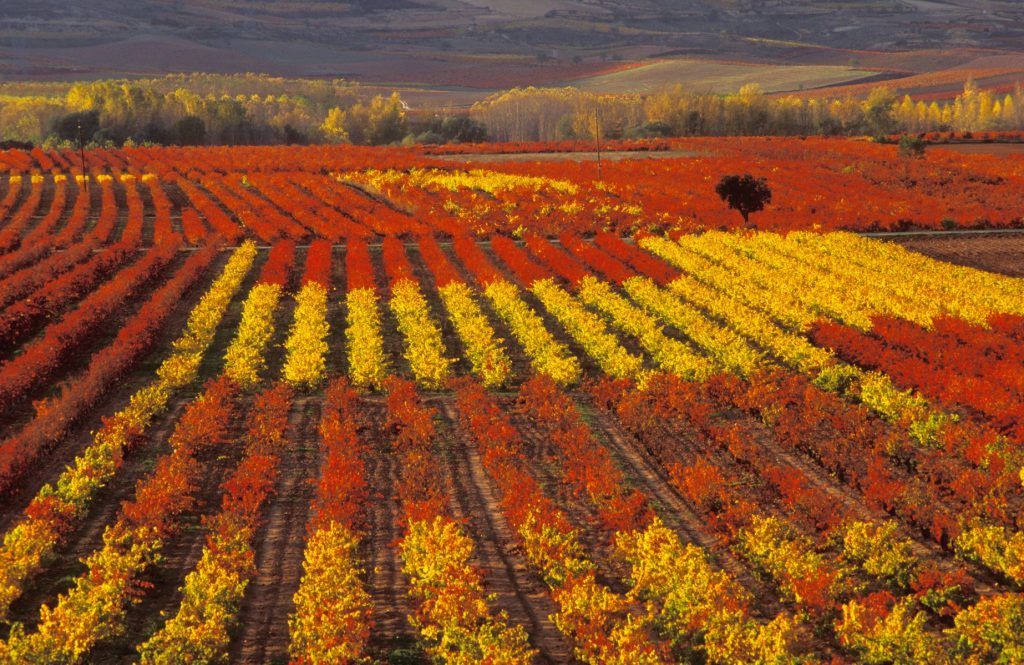 Viñedos y Bodegas Lyng