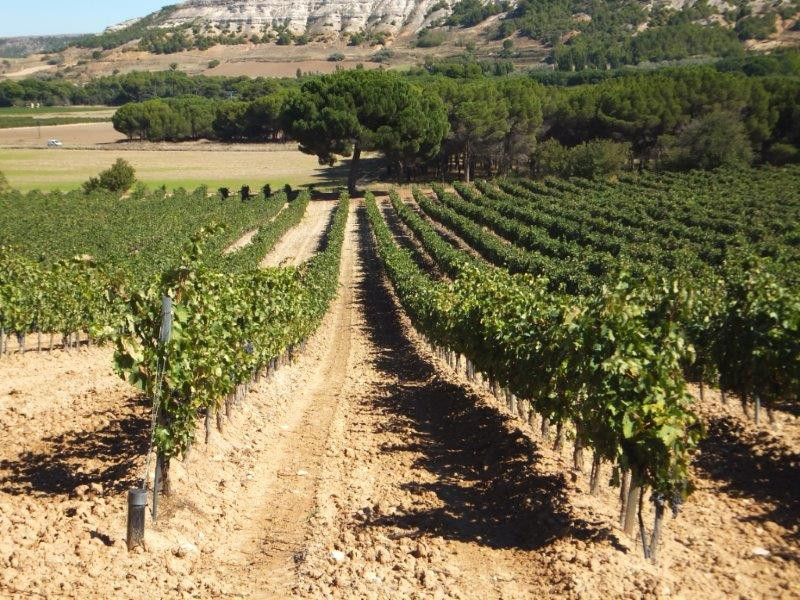 Alberto y Benito Bodegas Briego