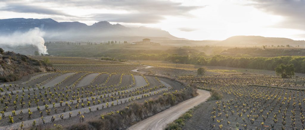 bodega Classica Hacienda Lopez de Haro Viñedo