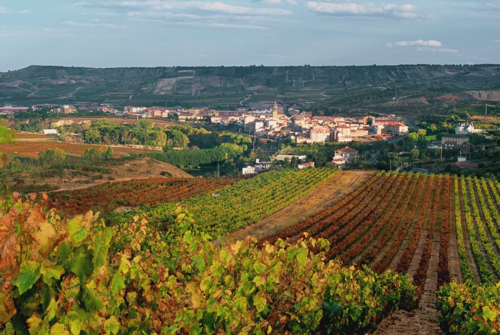 bodega marques concordia vinedo cenicero