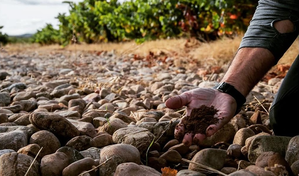 bodega ortega ezquerro