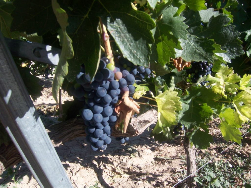Bodegas Altogrande