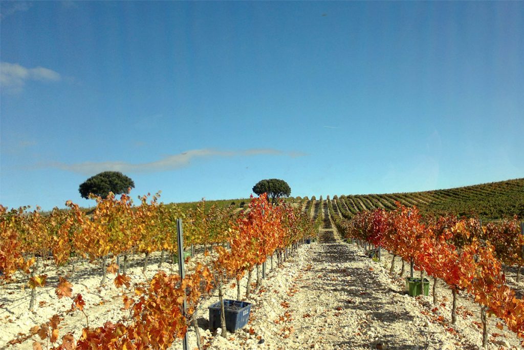 Bodegas Briones Abad
