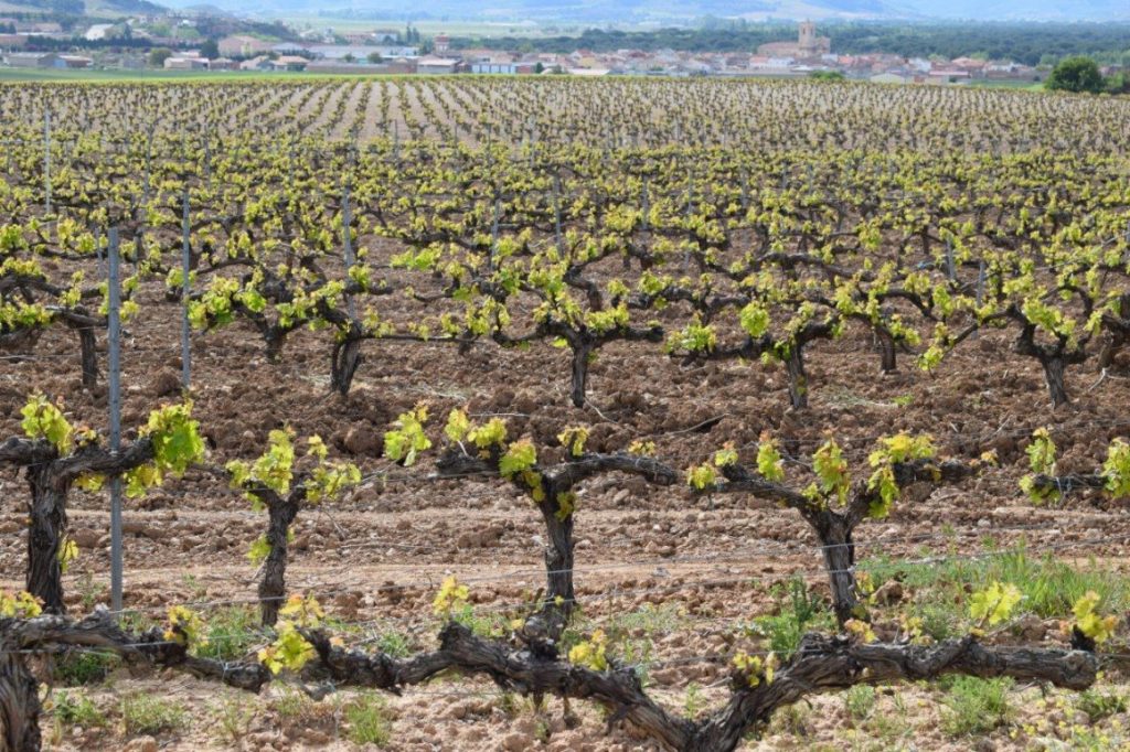 Bodegas Federico