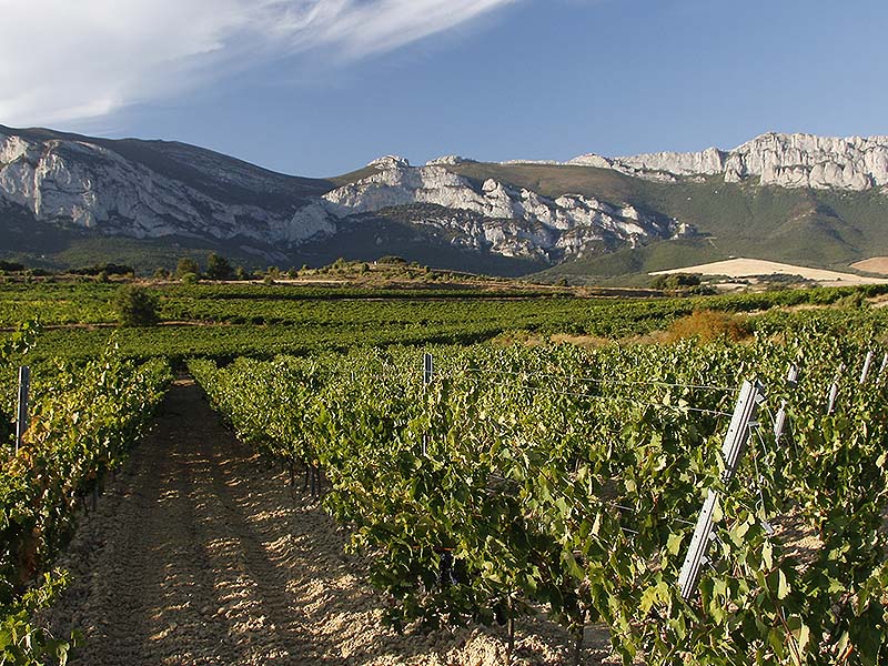 bodegas idiaquez vinedos