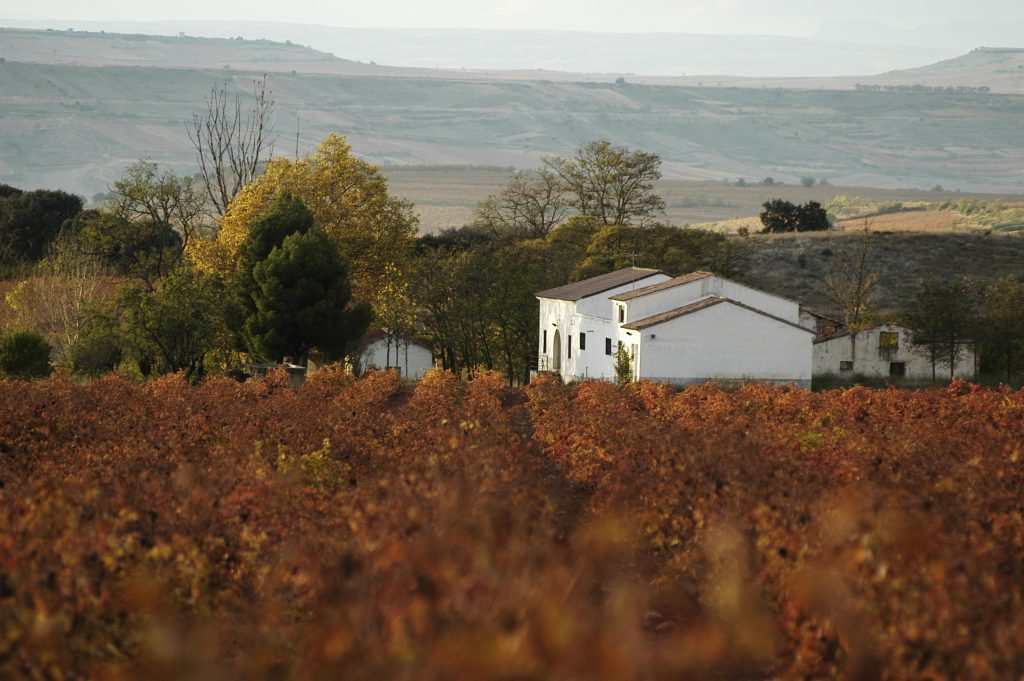bodegas larraz vinedo