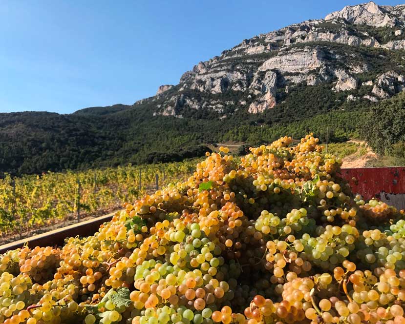 Bodegas Alútiz