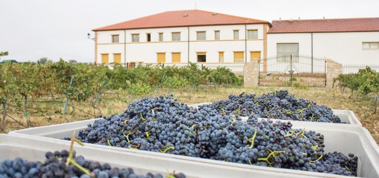 Bodegas Vinsacro