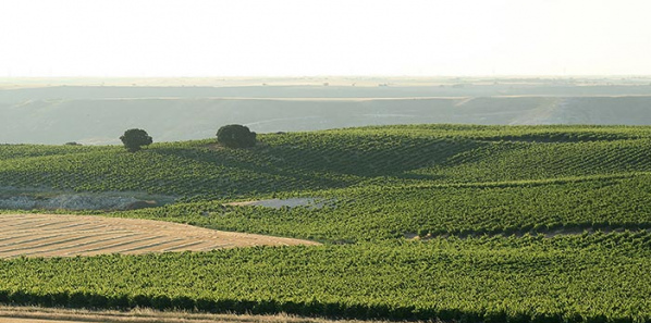 Bodegas y Viñedos Montecastro