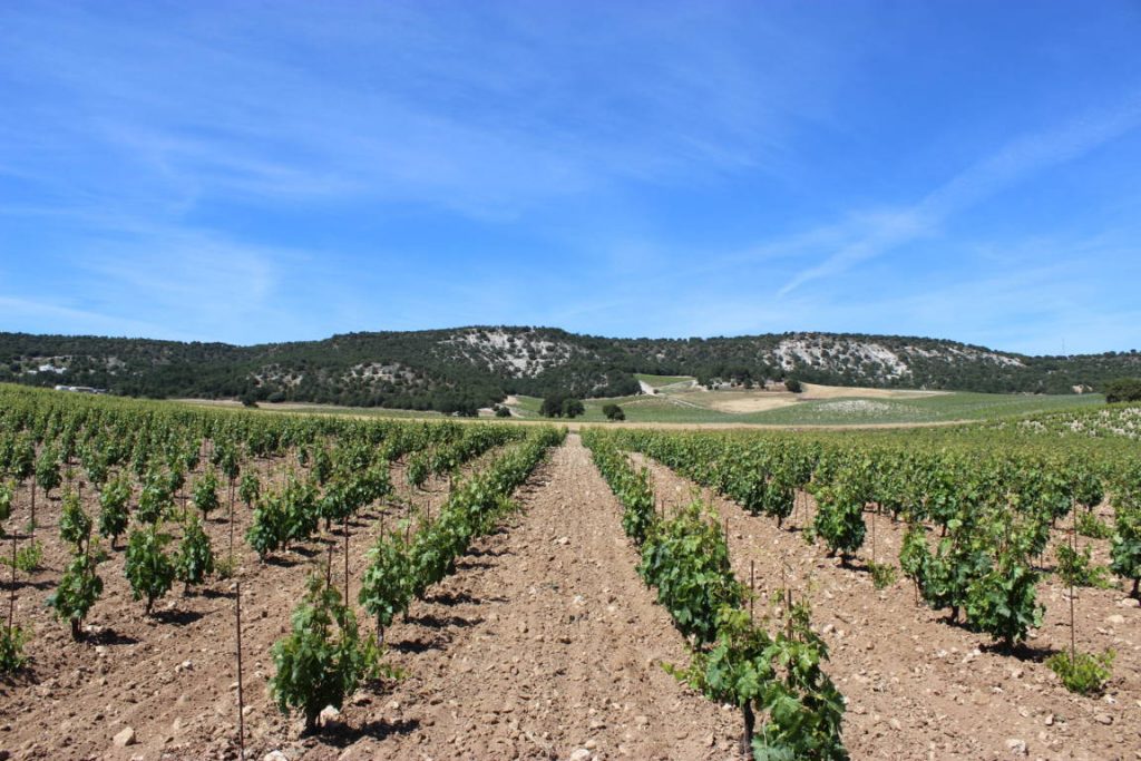 Moral Díez Vinos y Viñas