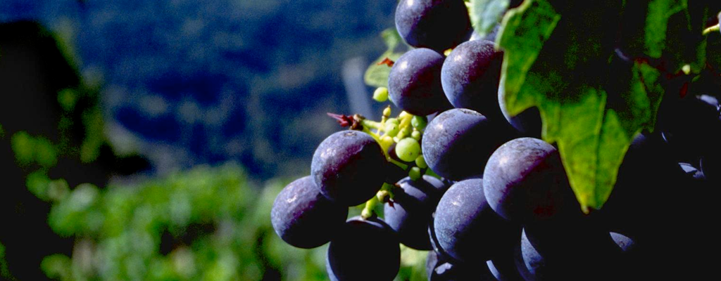 vina argomaniz uvas