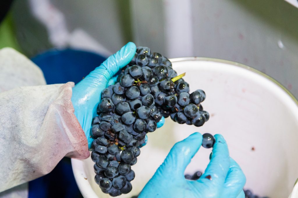 Viñedos y Bodegas Gormaz