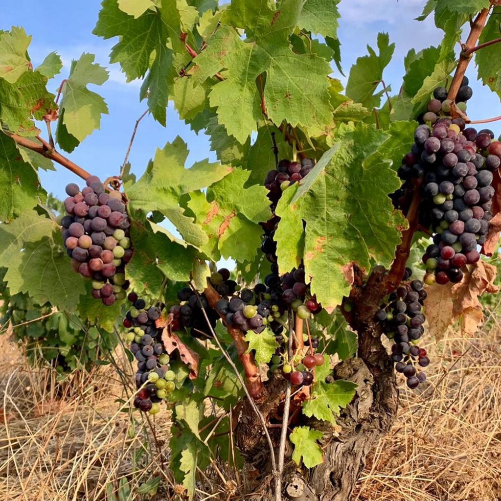 AV Bodeguers uvas