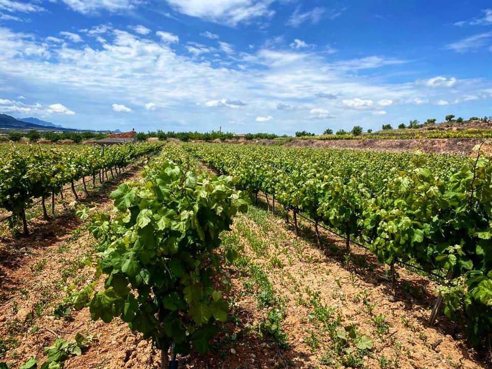Agricola de corbera debre vinedo