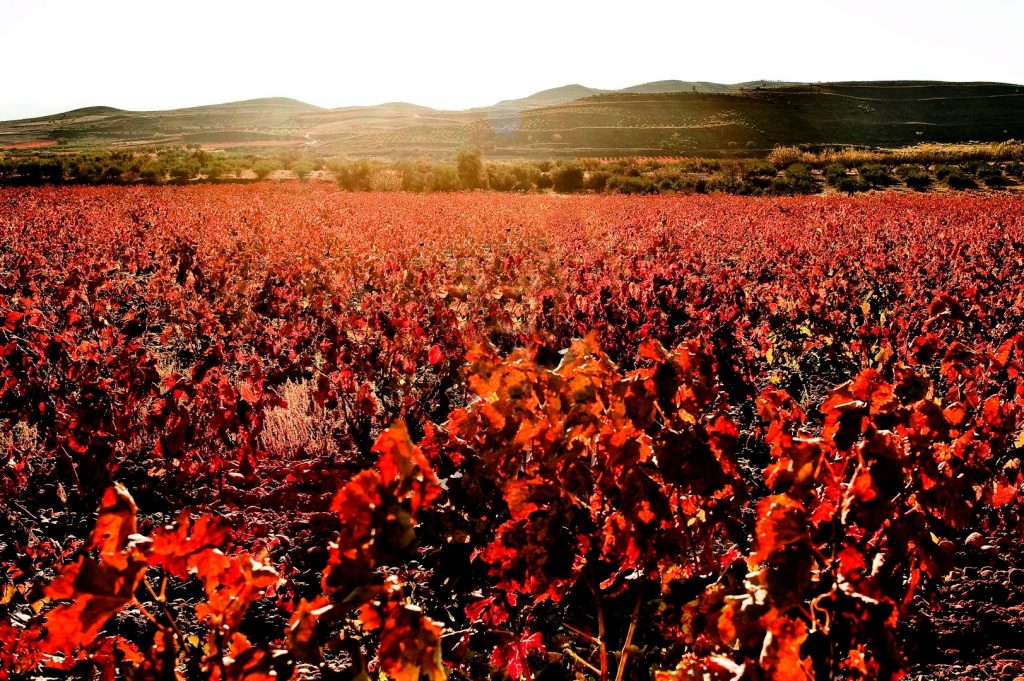Bodega ochagavia vinedo