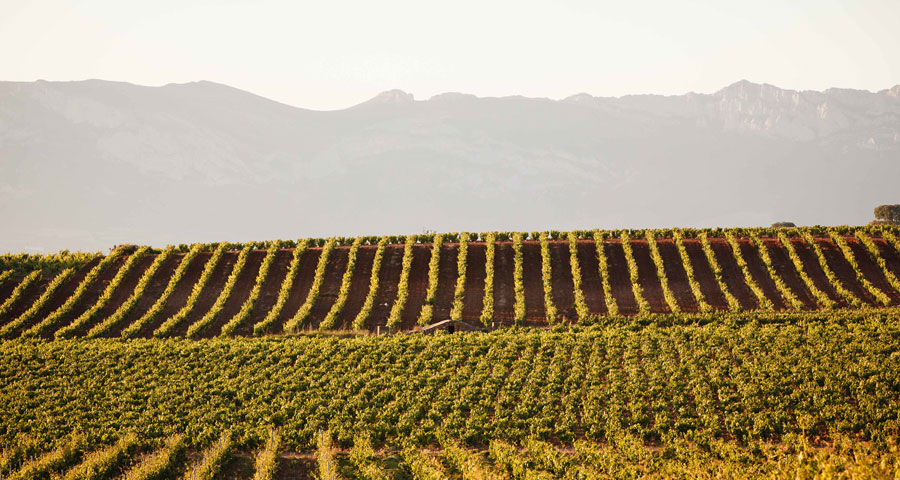 Bodega San Pedro Apostol