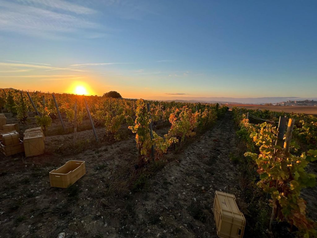 Bodegas Javier San Pedro Ortega