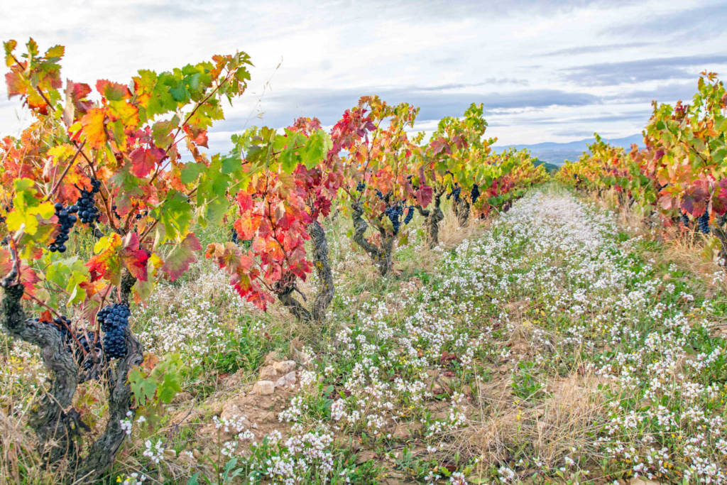 Bodegas Cornelio Dinastía