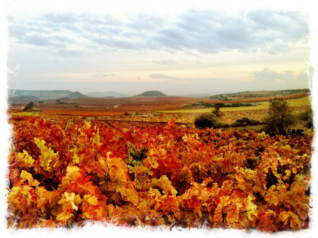 Bodegas exopto vinedo