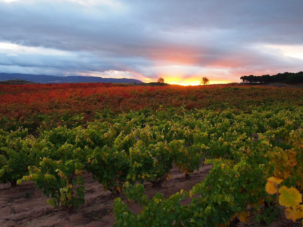 Bodegas San Esteban