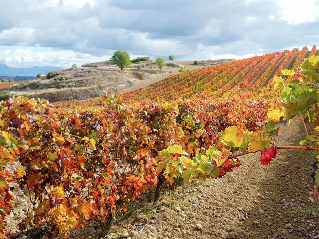 Bodegas san martin de abalos vinedo