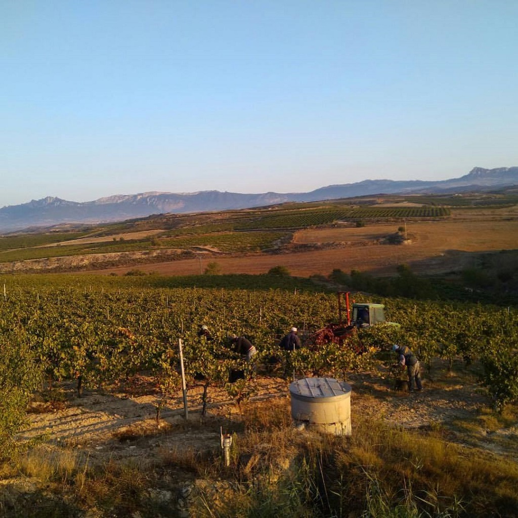 Bodegas y Viñedos Inteus