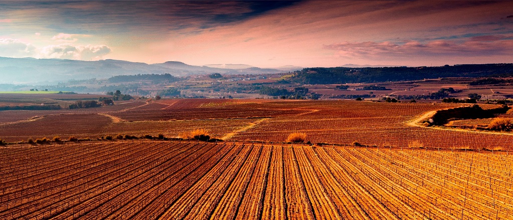 Bodegues Sumarroca vinedos
