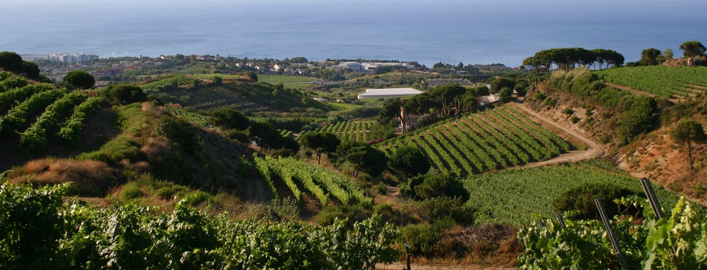 Celler De Les Aus vinedos