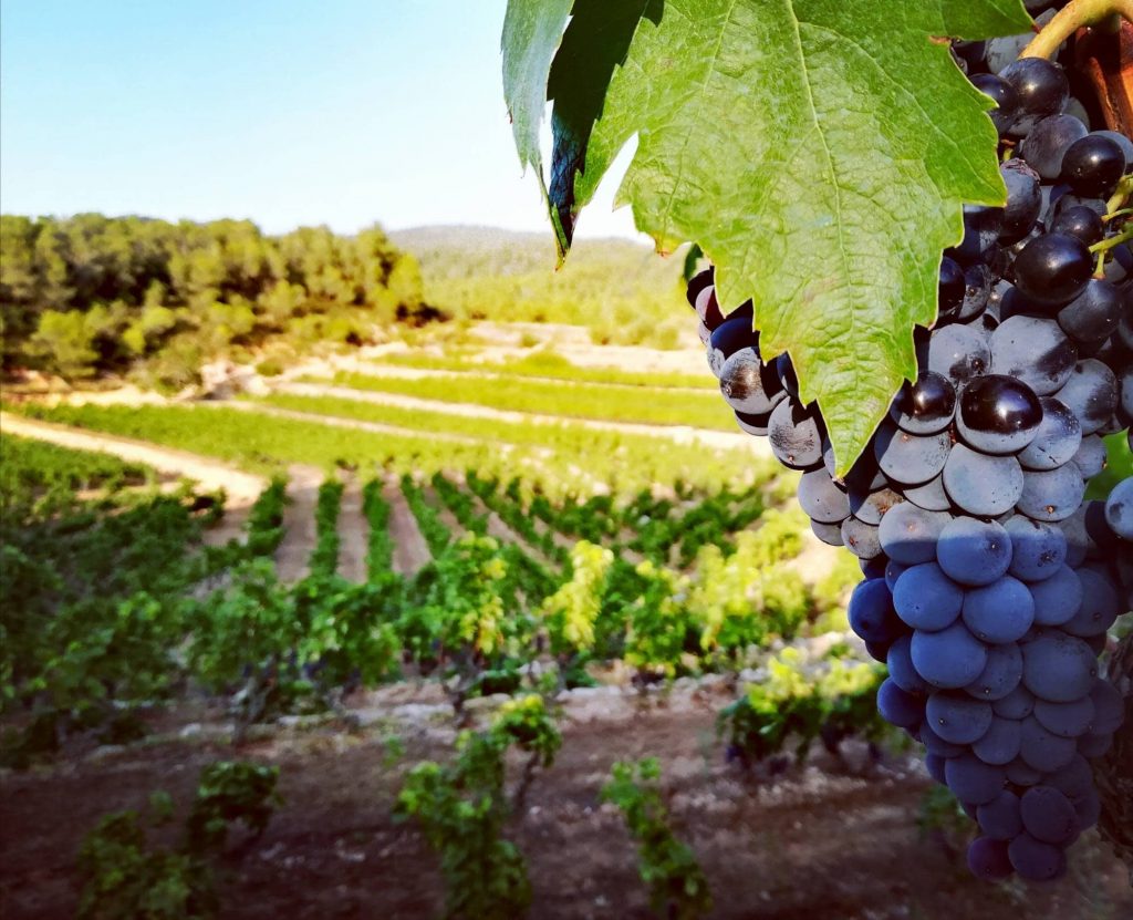 Cooperativa Agrícola La Serra DAlmos vinedo