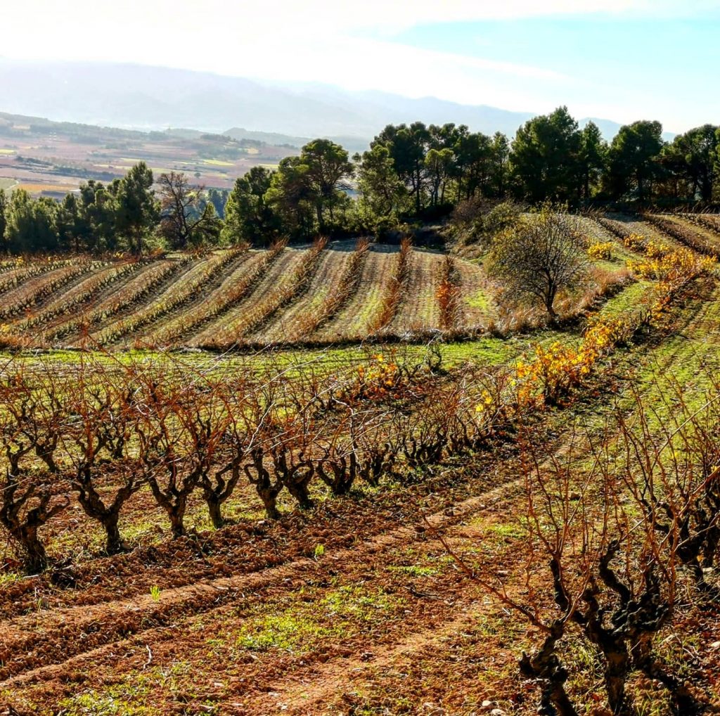 Costador terroirs mediterranis vinedo
