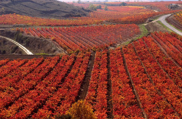 Bodegas Siderales