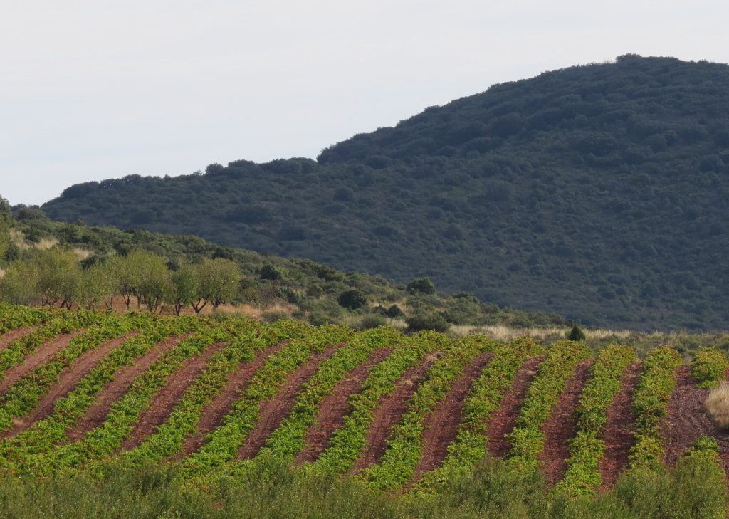 Bodega Palmeri Sicilia