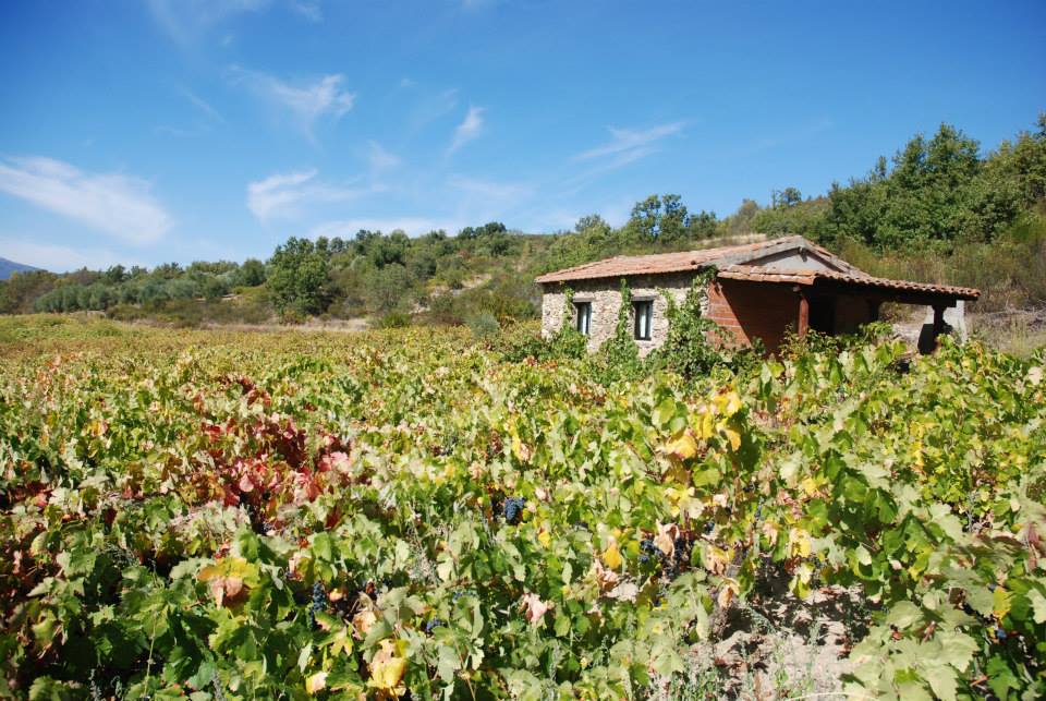 Bodega y Viñedos Rochal