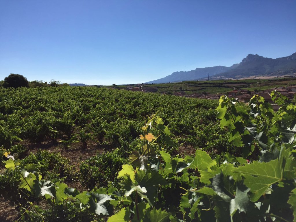bodegas riolanc vinedo