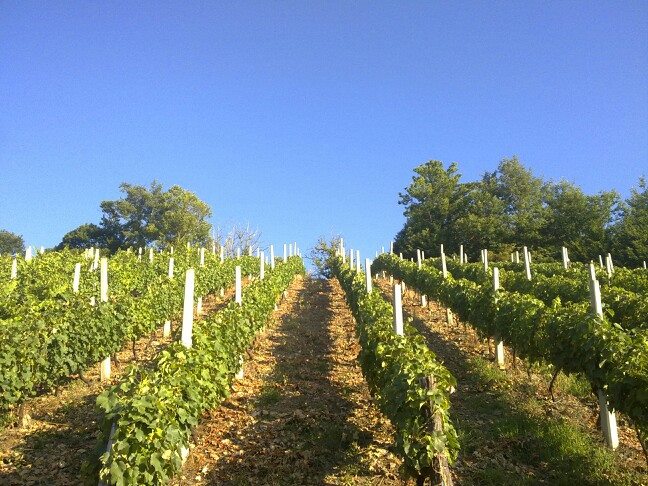 Bodegas Señorío de Ibias