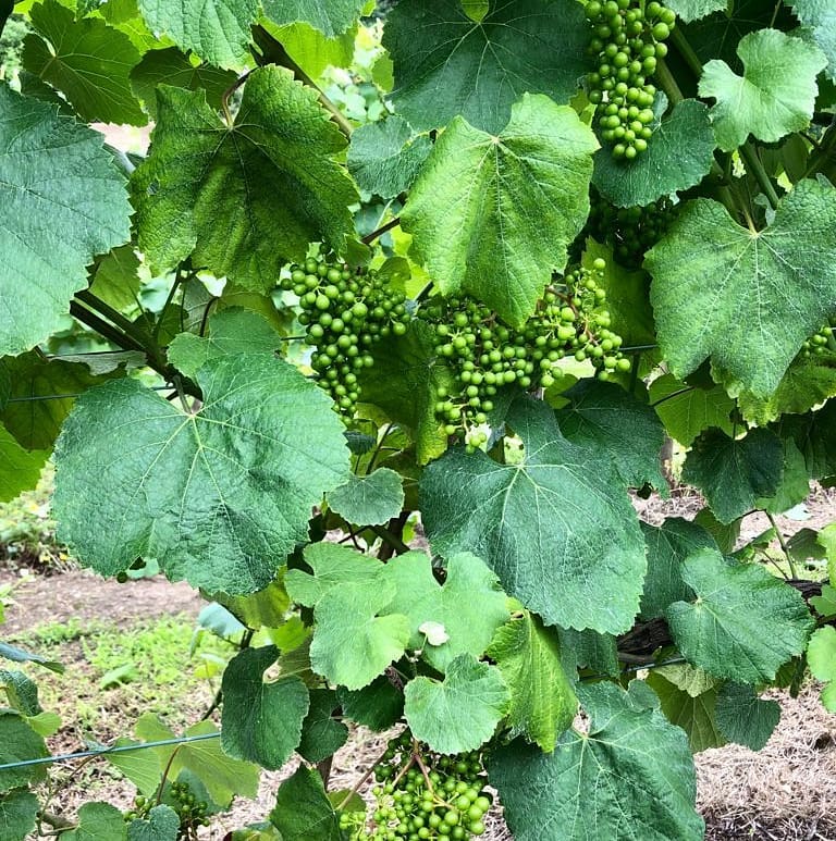 Agroverde Pacego vinas
