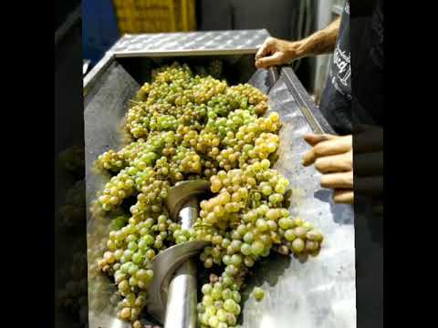 Bodega Illada uvas