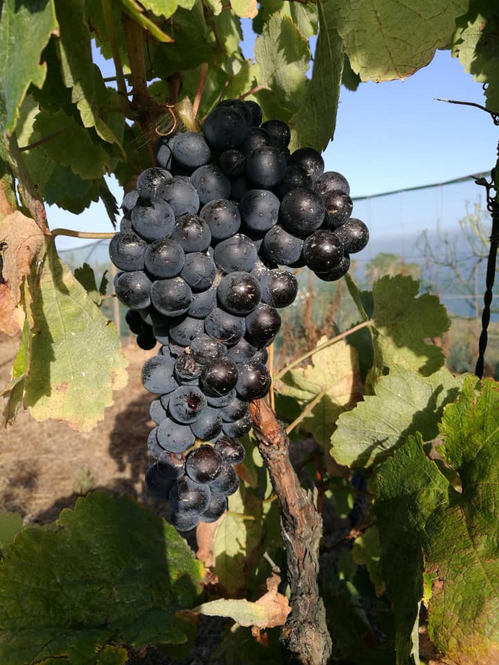 Bodega Juan Jesús Pérez Y Adrián-Uvas